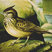 Thekla Lark